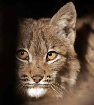 20080123_lynx.jpg