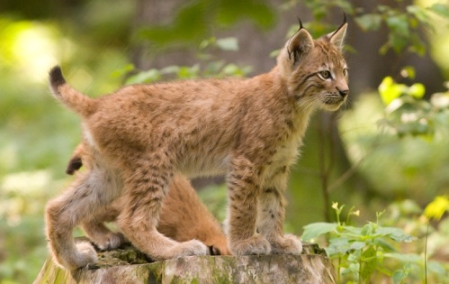 200805161912_Lynx_cub_poing.jpg