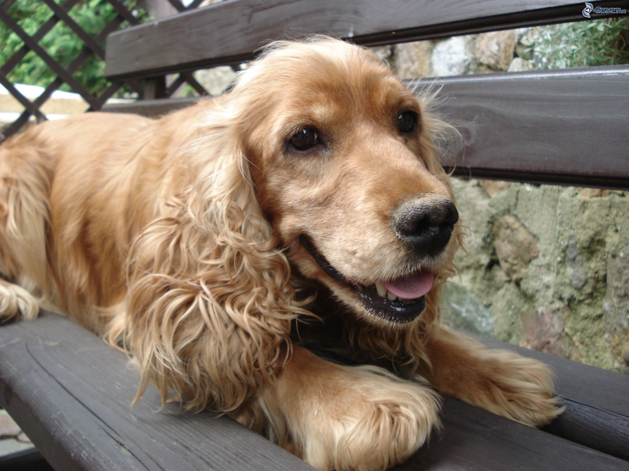 [obrazky.4ever.sk] psy, kokerspaniel, lavicka 9362738.jpg