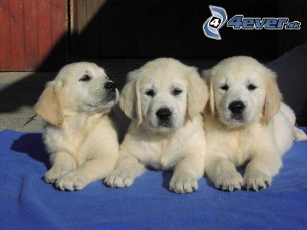 [obrazky.4ever.sk] steniatka, zvieratka, psiky, psy 3877341.jpg